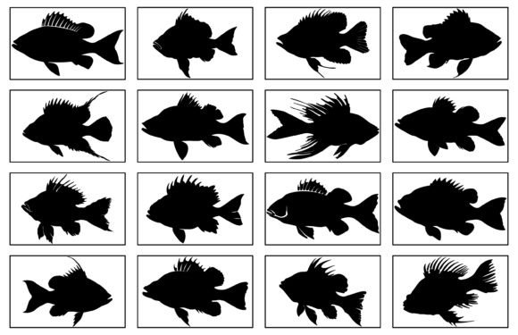 Perch Silhouette Vector for T-Shirt Design Review
